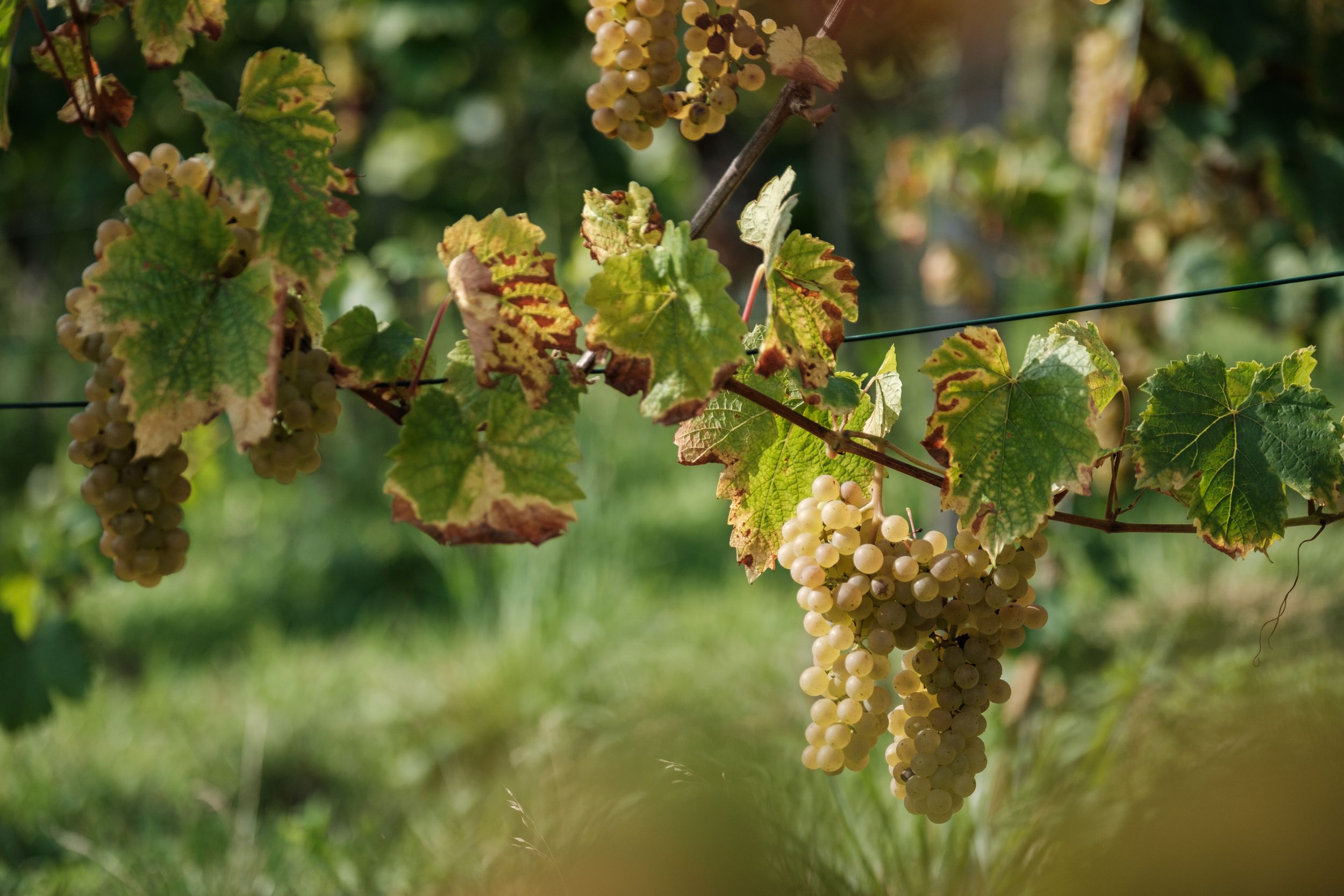 Vendanges